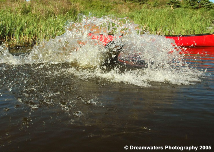 beauBo Leaping Retrieve 3.jpg